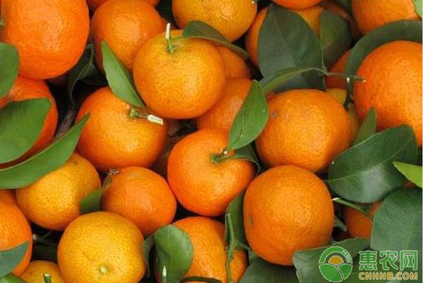 最新柑橘行情